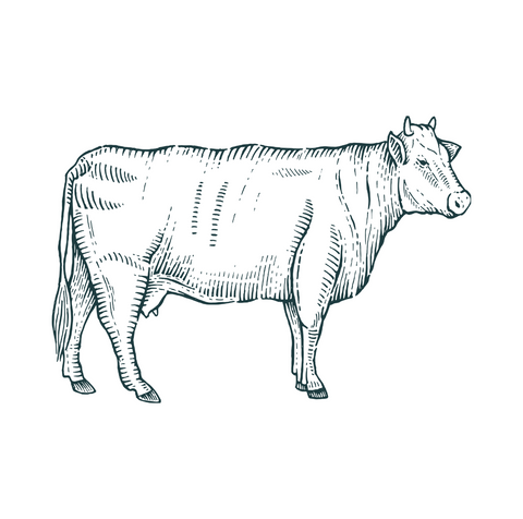 Beresford Butchershop illustration of a cow, we sell beef in East Liverpool, Ohio