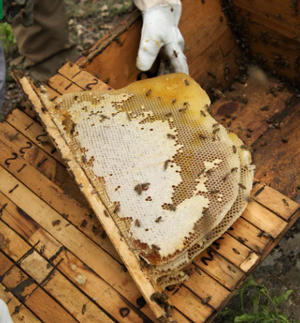 Burlap & Barrel - Smoked Woodland Honey - Single Origin Raw Unrefined Honey