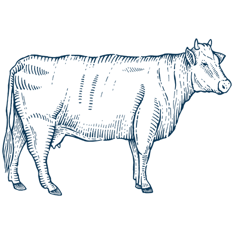 Beresford's Beef illustration of a cow